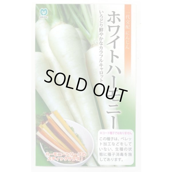 画像1: 送料無料　[人参]　ホワイトハーモニー　1万粒　丸種(株) (1)