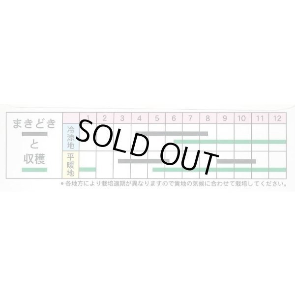 画像3: 送料無料　雪白体菜　7ml　丸種(株) (3)