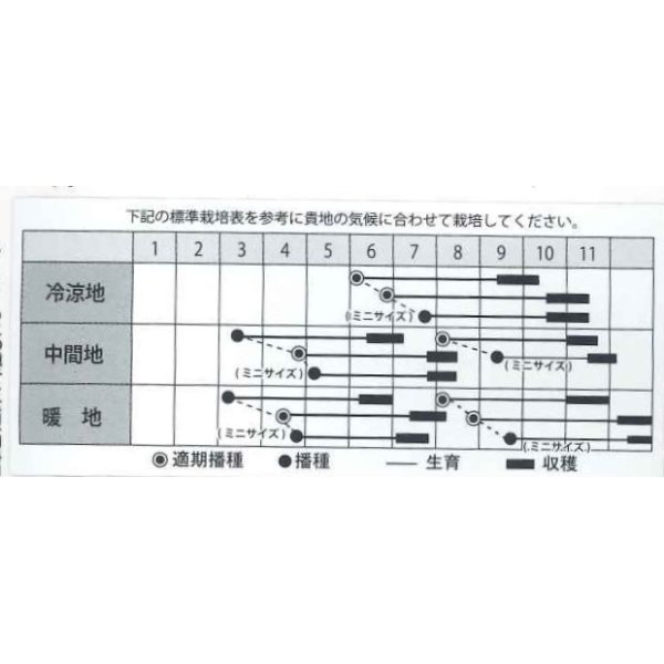 画像2: [人参]　レッドハーモニー　1000粒　　丸種（株） (2)