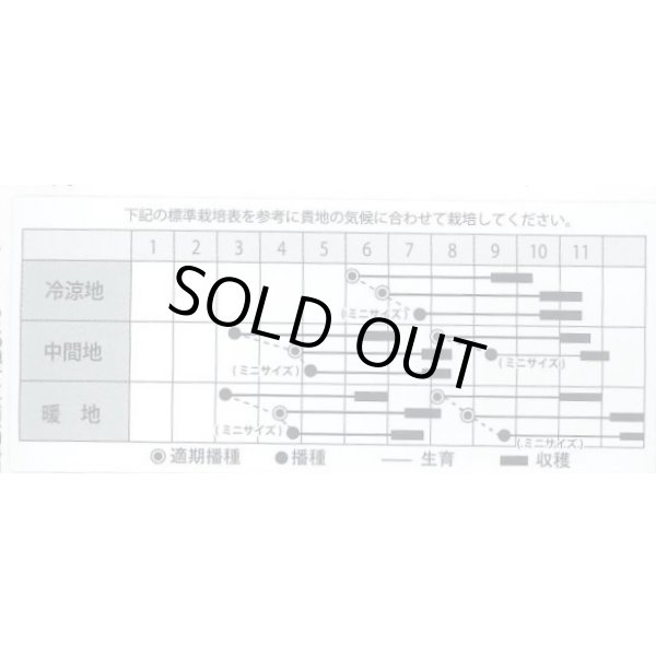 画像2: 送料無料　[人参]　レッドハーモニー　1000粒　丸種(株) (2)