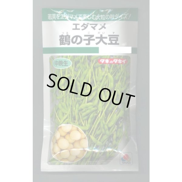 画像1: 送料無料　[枝豆]　鶴の子大豆　60ml(およそ70粒)　タキイ種苗　GF (1)