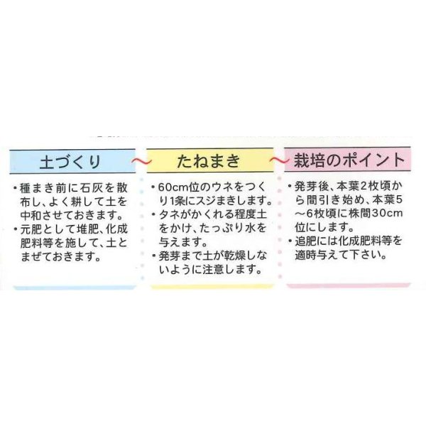 画像4: 送料無料　広島菜　7ml　(およそ1500粒)　丸種(株) (4)