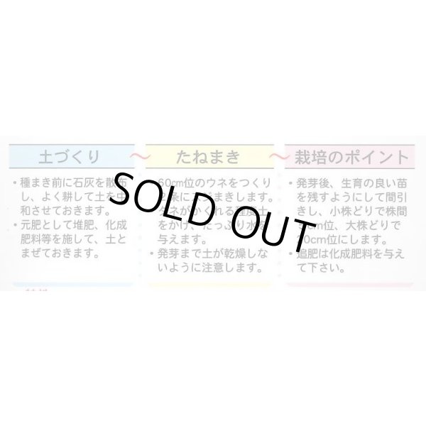 画像4: 送料無料　雪白体菜　7ml　丸種(株) (4)