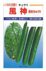 画像: 送料無料　[キュウリ]　風神　350粒　カネコ種苗（株）