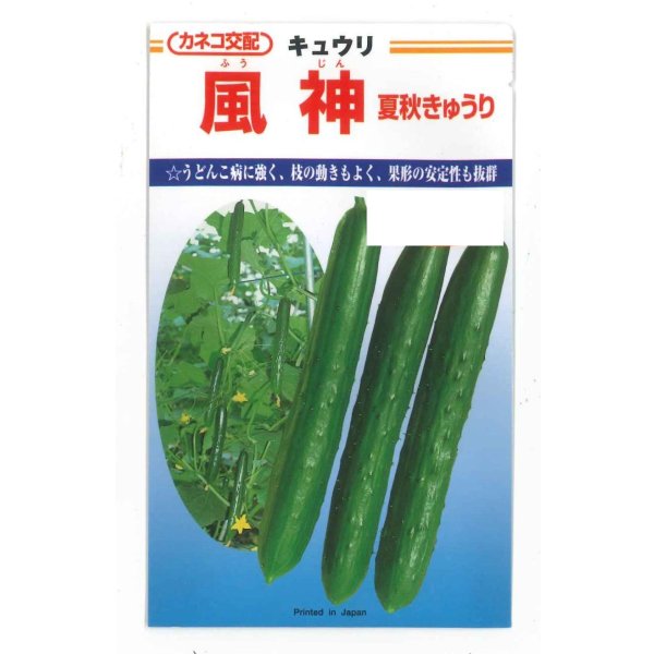 画像1: 送料無料　[キュウリ]　風神　350粒　カネコ種苗（株） (1)