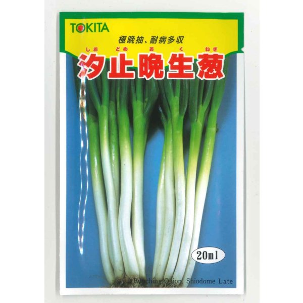 画像1: 送料無料　[ねぎ]　汐止晩生葱　20ml　トキタ種苗(株) (1)