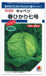 画像: 送料無料　[キャベツ]　春ひかり七号　1.8ml(約270粒)　タキイ種苗(株)　DF