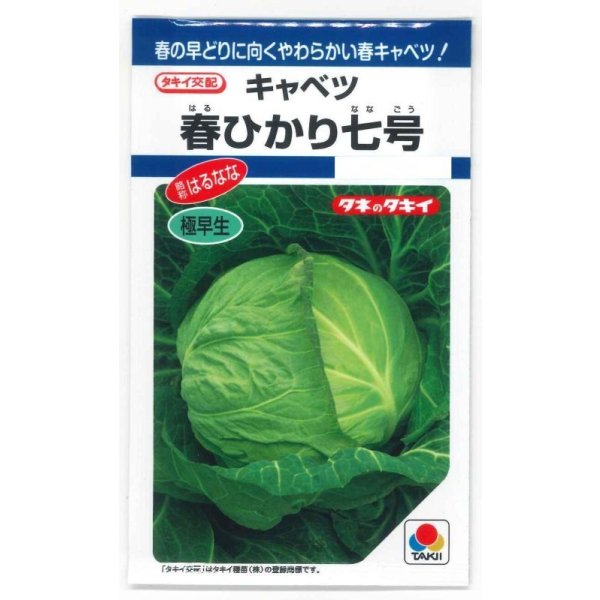画像1: 送料無料　[キャベツ]　春ひかり七号　1.8ml(約270粒)　タキイ種苗(株)　DF (1)