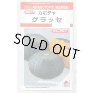 画像: 送料無料　[かぼちゃ]　グラッセ　9粒　タキイ種苗　RF