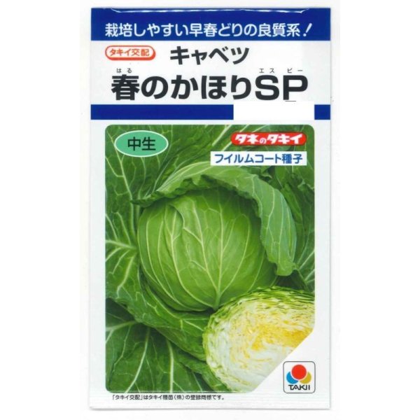 画像1: [キャベツ] 春のかほりSP 150粒 タキイ種苗(株) DF (1)