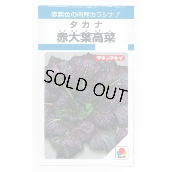 画像1: 送料無料　[葉物]　赤大葉高菜　3.5ml　タキイ種苗(株)　MF (1)