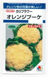 画像: 送料無料　[カリフラワー]　オレンジブーケ　0.9m　タキイ種苗(株)　DF