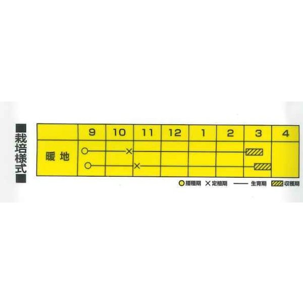 画像2: [たまねぎ] アリオン 20ml カネコ種苗（株） (2)