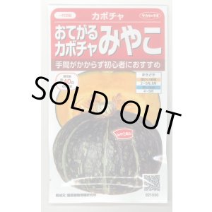 画像: 送料無料　[かぼちゃ]　みやこ　およそ7粒　(株)サカタのタネ　実咲450（002873）