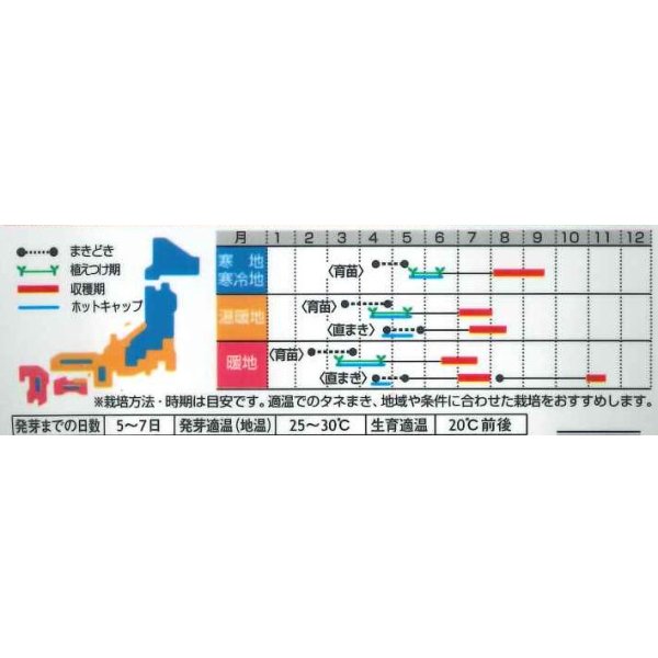 画像3: [かぼちゃ]　みやこ　およそ7粒　サカタのタネ（株）　実咲400 (3)