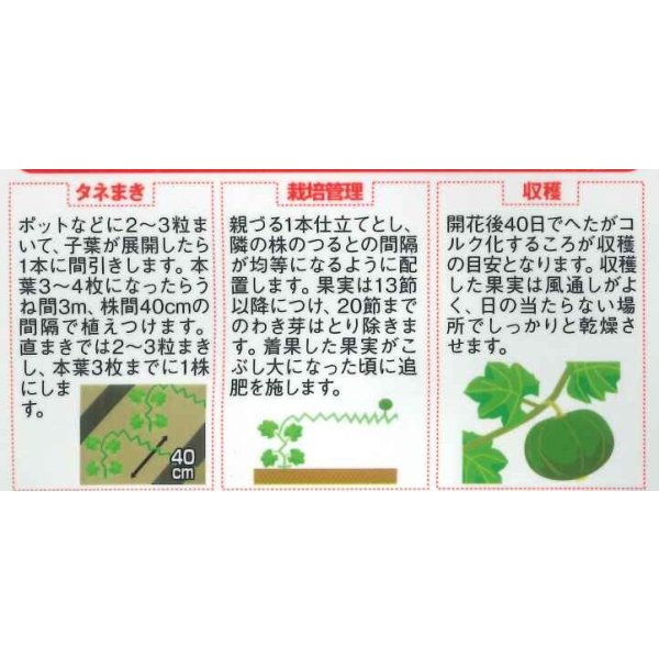 画像2: 送料無料　[かぼちゃ]　みやこ　およそ7粒　(株)サカタのタネ　実咲450（002873） (2)