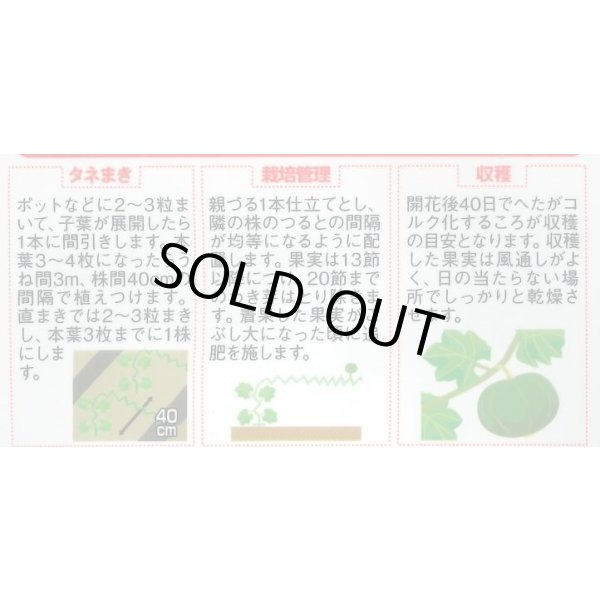 画像2: 送料無料　[かぼちゃ]　みやこ　およそ7粒　(株)サカタのタネ　実咲450（002873） (2)
