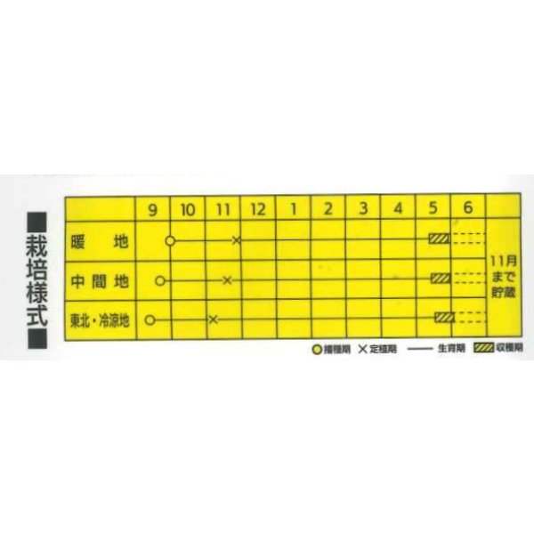 画像4: [たまねぎ]　ヒーローZ　ペレット5千粒　(ボトル)　カネコ種苗（株） (4)