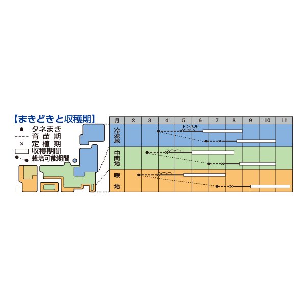 画像2: 送料無料　[キュウリ]　Ｖシュート　350粒　タキイ種苗(株) (2)