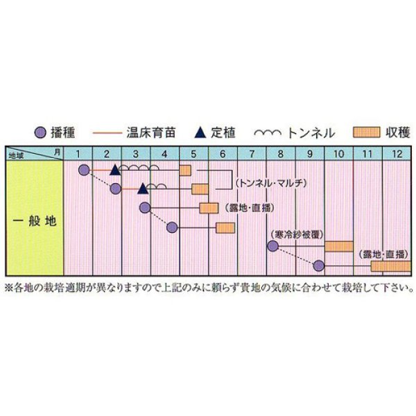 画像2: 送料無料　[白菜]　オレンジミニ　小袋　(株)アサヒ農園 (2)