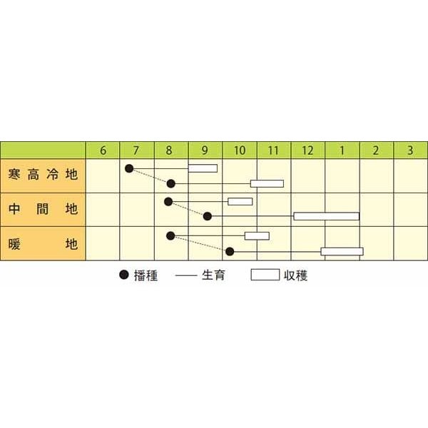 画像3: 送料無料　[大根]　味づくり　小袋(およそ130粒)　丸種(株) (3)