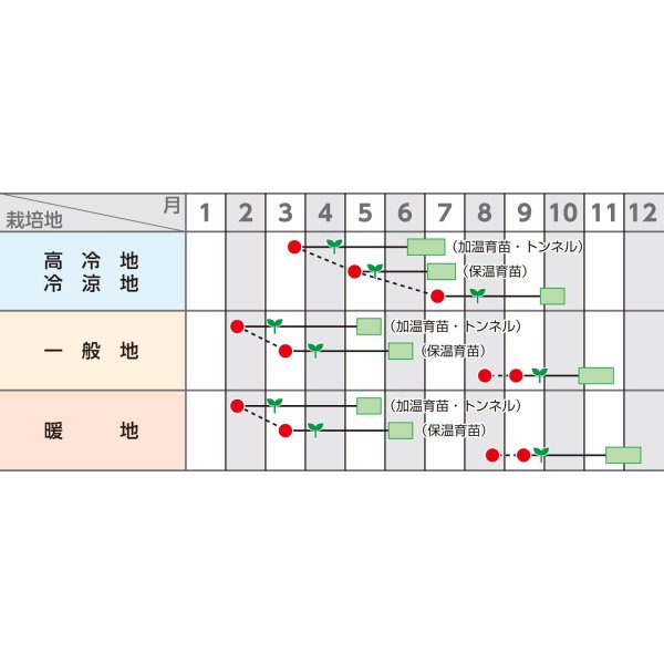 画像2: 送料無料　[白菜]　ちよぶき70　20ml　（株）サカタのタネ (2)