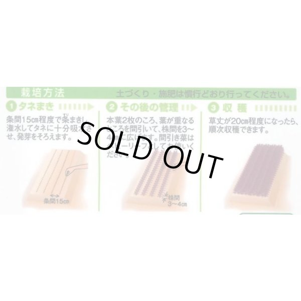 画像2: 送料無料　からしな　コーラルリーフフェザー　6ml　タキイ種苗(株)GF (2)