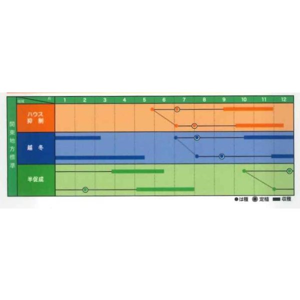 画像2: 送料無料　[トマト]　大玉トマト　TYみそら109　100粒　ヴィルモランみかど（株） (2)