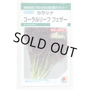 画像: 送料無料　からしな　コーラルリーフフェザー　6ml　タキイ種苗(株)GF