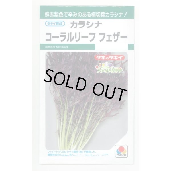 画像1: 送料無料　からしな　コーラルリーフフェザー　6ml　タキイ種苗(株)GF (1)