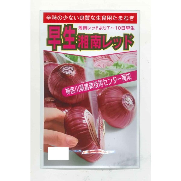 画像1: 送料無料 [たまねぎ] 早生湘南レッド 1dl 神奈川県種苗共同組合 (1)