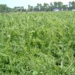 画像3: [緑肥]　ハングビローサ     1kg    雪印種苗（株） (3)