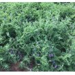 画像2: [緑肥]　ハングビローサ     1kg    雪印種苗（株） (2)