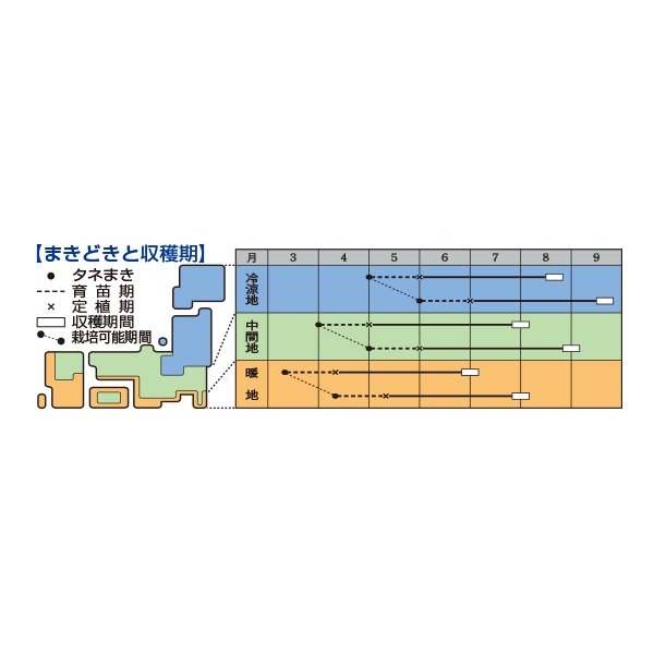 画像3: [かぼちゃ]　鉄かぶと　100粒　（瓜類台木使用可）　タキイ種苗（株） (3)