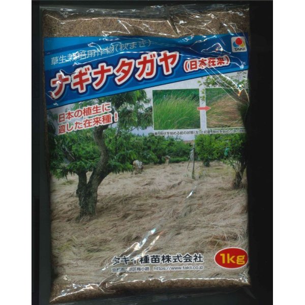 画像1: [緑肥]　草生栽培用作物（秋まき）ナギナタガヤ（日本在来）　1kg　タキイ種苗（株） (1)