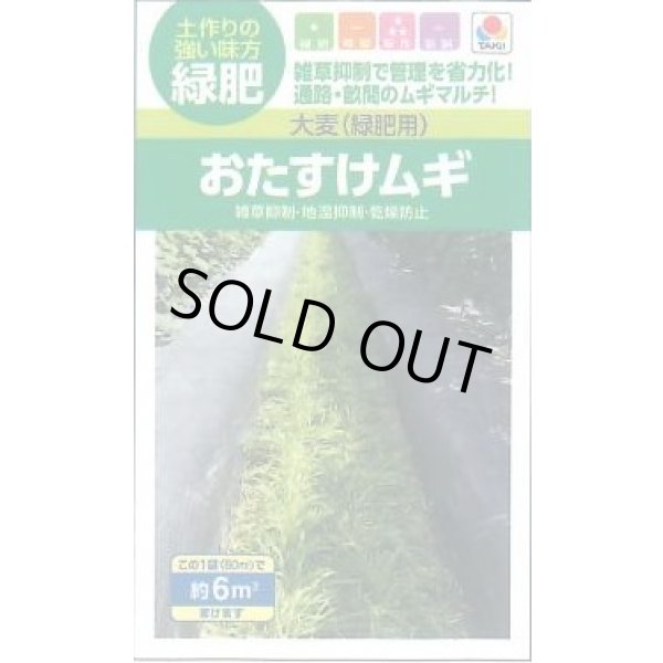 画像1: 送料無料　[緑肥]　大麦(緑肥用)おたすけムギ　小袋(約6平方メートル分)　タキイ種苗(株) (1)