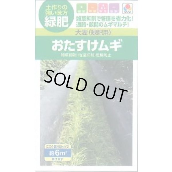 画像1: [緑肥]　大麦（緑肥用）おたすけムギ　小袋（約5平方メートル分）　タキイ種苗（株） (1)