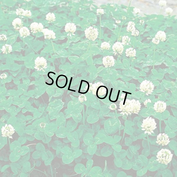 画像2: 送料無料　[緑肥]　緑肥用ホワイトクローバー　フィア　小袋(約5平方メートル分)　タキイ種苗(株) (2)