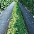 画像4: 送料無料　[緑肥]　大麦(緑肥用)ヘアリーベッチ・ナモイ　小袋(約10平方メートル分) (4)