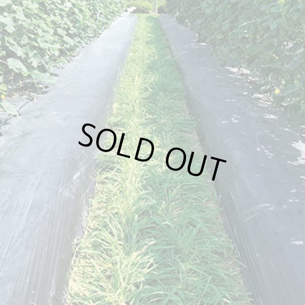 画像4: 送料無料　[緑肥]　大麦(緑肥用)ヘアリーベッチ・ナモイ　小袋(約10平方メートル分) (4)