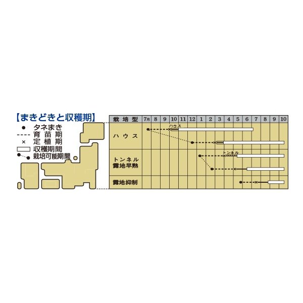 画像4: [なす]　　竜馬　50粒　タキイ種苗（株）DF (4)