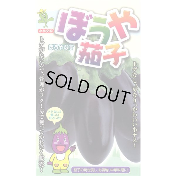 画像1: 送料無料　[なす]　ぼうや茄子　9粒　小林種苗（株） (1)