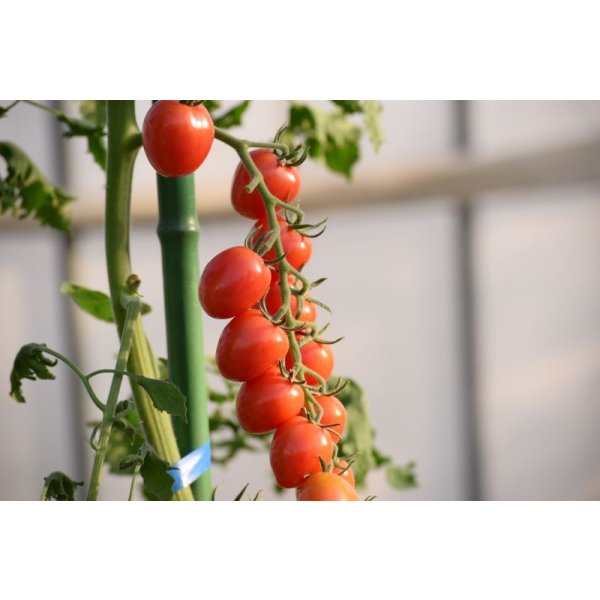 画像4: 送料無料　[トマト/ミニトマト]　はなちゃん　小袋(13粒)　小林種苗（株） (4)