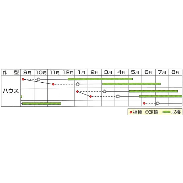 画像5: 送料無料　[トマト/ミニトマト]　はなちゃん　小袋(13粒)　小林種苗（株） (5)