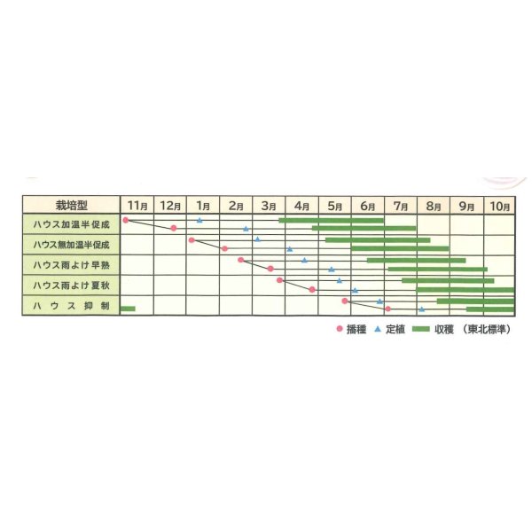 画像2: [トマト/ミニトマト]　CFプチぷよ2　　（100粒）　（株）渡辺採種場 (2)