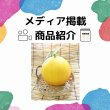 画像3: [メロン]　　メロン　おてがるキイたん　8粒　小林種苗 (3)