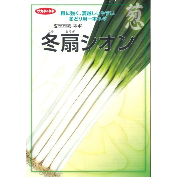 画像2: 送料無料 [ねぎ] 冬扇シオン 1dl(裸種子) (株)サカタのタネ (2)