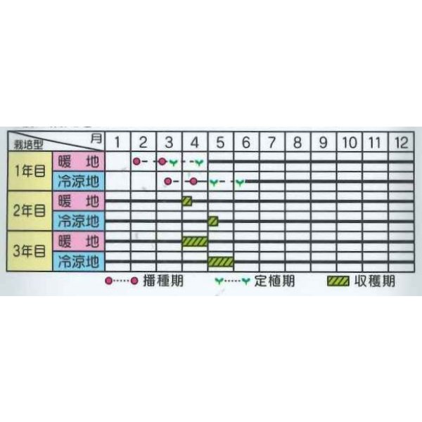 画像2: 送料無料 [アスパラガス] スーパーウェルカム 20ml (株)サカタのタネ (2)
