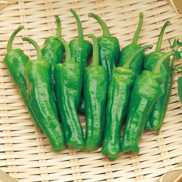 画像1: 送料無料 [ピーマン] ししピー 500粒 (株)サカタのタネ (1)