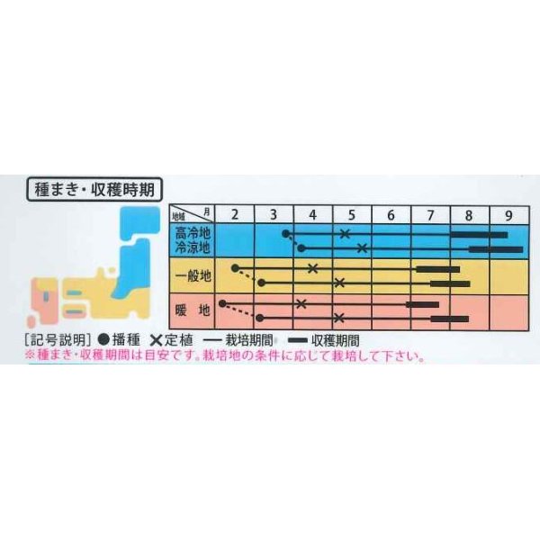 画像2: [トマト/調理用トマト]　なつのこま　0.5ml　(株）大和農園 (2)